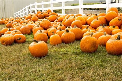 Huge List Of Pumpkin Patches In Dfw Hustle Mom Repeat