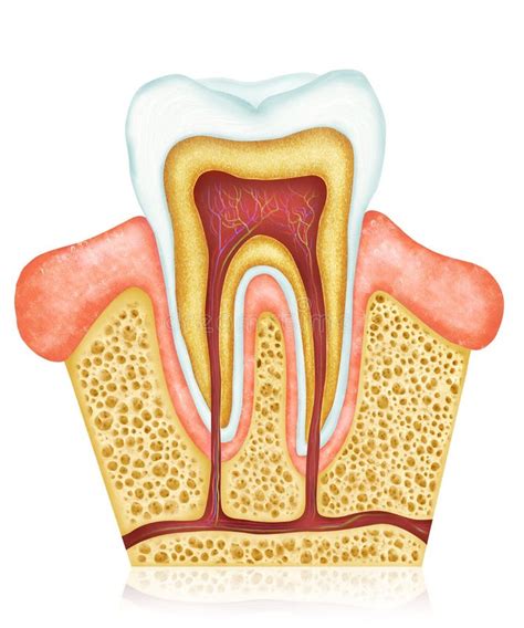 Tandheelkundige Anatomie Eerst Maxillaire Tand Medisch Nauwkeurige