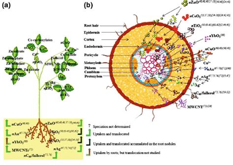 Schematic Diagram Of Uptake And Biotransformation Of Nanomaterials