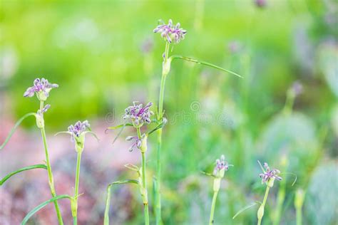 Purple Wildflowers in the Texas Hill Country Stock Image - Image of color, season: 219972199