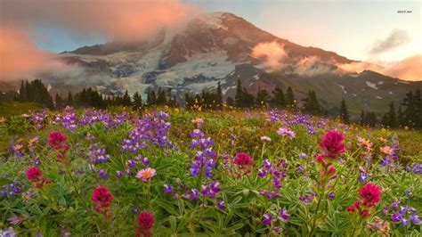 Mountain Flowers Wallpapers - Top Free Mountain Flowers Backgrounds ...