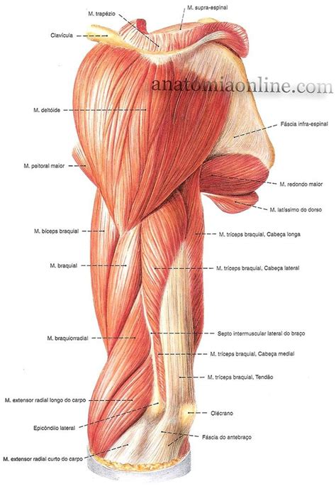 Atlas Corpo Humano Musculos Do Corpo Humano Musculos Do Corpo Images