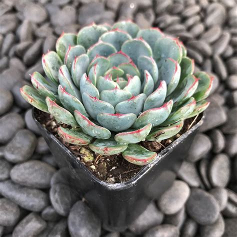 Photo #75338 | Echeveria minima | plant lust