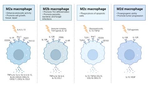 M Macrophage Subtypes Biorender Science Templates