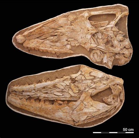 ‘Sea monsters’ were real millions of years ago. New fossils tell about ...