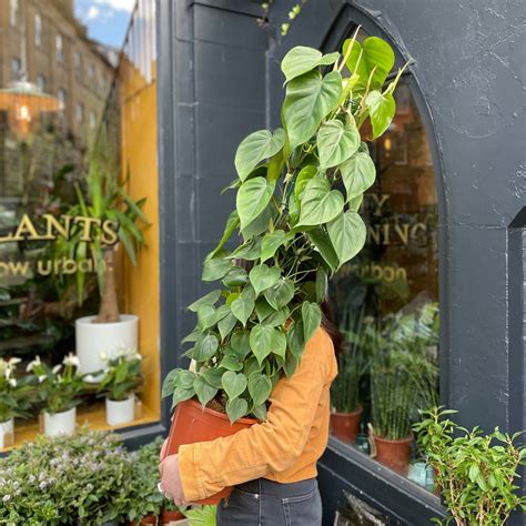 Philodendron Scandens 120cm Grow Urban Edinburgh