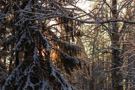 Premium Photo The Sun At Sunset Shines Through The Branches Of A Fir