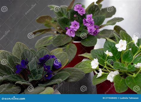 African Violets in Pots on the Table, House Plants in Full Bloom Stock ...