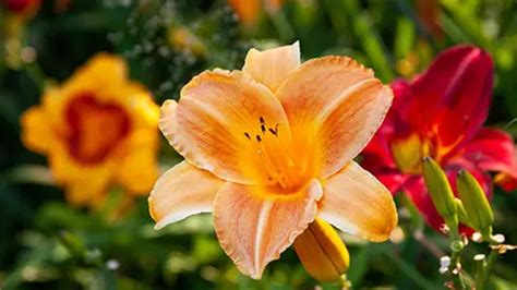 Types of Orange Flowers | 1800Flowers Petal Talk