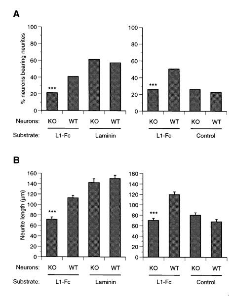 L1 Mediated Neurite Outgrowth In Drg Neurons Neurons Were Cultured On