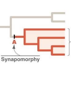 Phylogenies Flashcards Quizlet