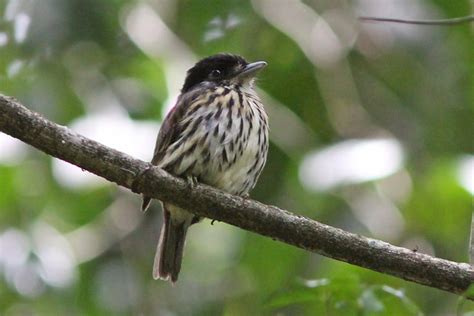 African Broadbill bird photo call and song/ Smithornis capensis ...