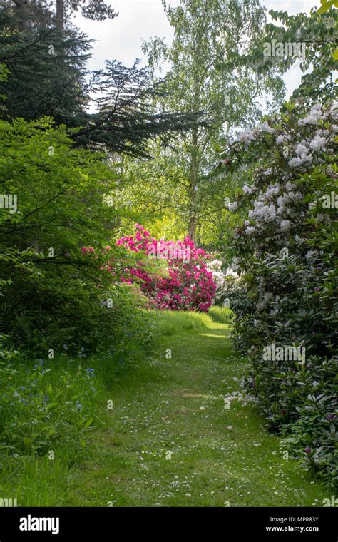 Rododendro rosa brillante fotografías e imágenes de alta resolución Alamy