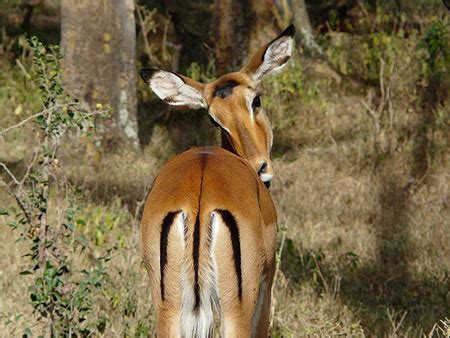 Impala Animaux Lac et parc national de Nakuru Vallée du Rift