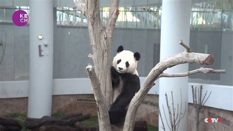 Chinese Giant Pandas Meet Public In Qatars First Panda House Youtube