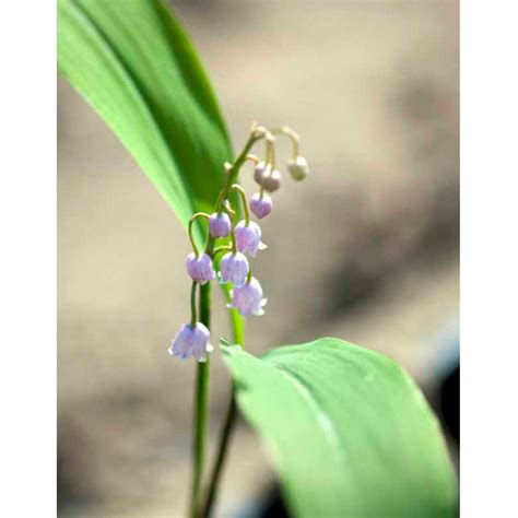 Liljekonval Rosea Convallaria Majalis Rosea Stauder Plantetorvet Dk