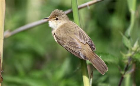 Reed Warbler Facts: Identification, Diet, Migration Info etc. - Binocular Base