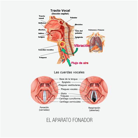 La Voz El Instrumento Vocal Pictoeduca