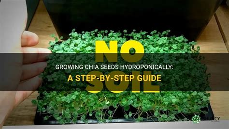 Growing Chia Seeds Hydroponically A Step By Step Guide Shuncy