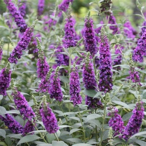 Bloomerang Dwarf Purple Lilac Proven Winners Colorchoice Flowering