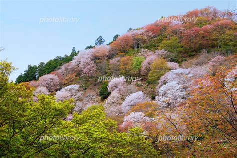 吉野山千本桜 写真素材 [ 6742573 ] フォトライブラリー Photolibrary