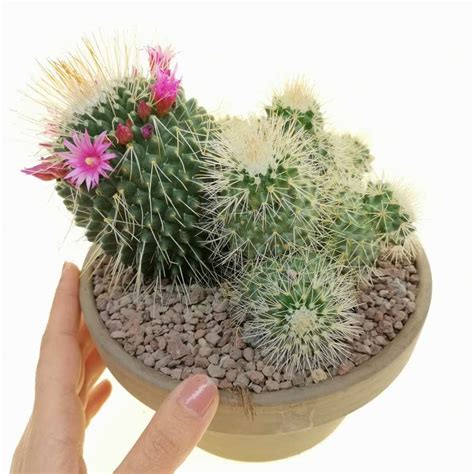 Mammillaria Spinosissima Cv Un Pico F Mostruosa Cm Cactaceae