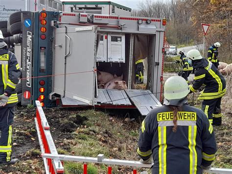 Schweinetransporter Umgekippt 79 Tiere Geladen