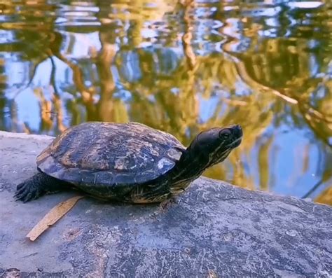 Turtle Head · Free Stock Video