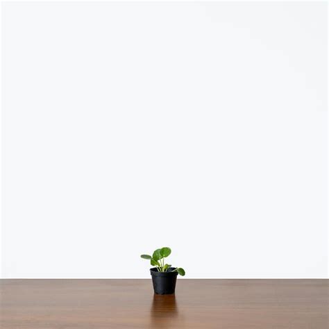 Pilea Peperomioides Fournisseurs Pilea Peperomioides Grossiste