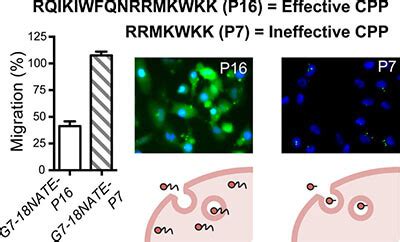 Antennapedia Peptide Fam Labeled Lt Lifetein The