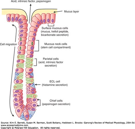 Overview Of Gastrointestinal Function And Regulation Basicmedical Key