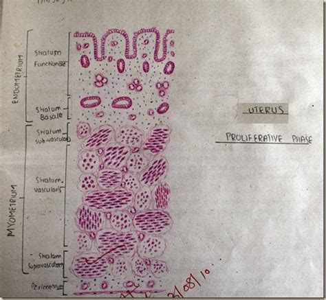 Uterus Histology Slides Labeled