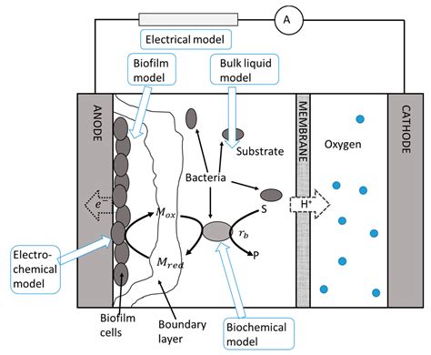 Processes Free Full Text An Integrated Mathematical Model Of