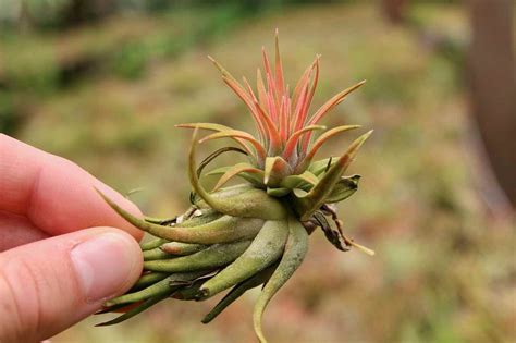 Como Cuidar Tu Planta De Aire Clavel Del Aire O Tillandsia Cosas Del