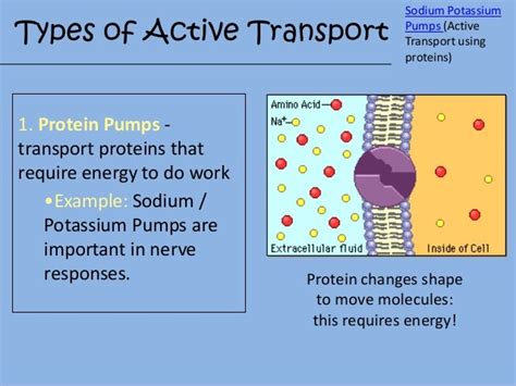 Active Transport Diagram