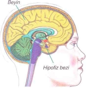 Hipofiz Bezi Hastalıkları Sanal Hastane