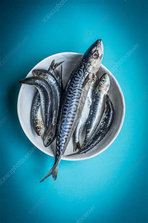 Mackerel and sardines - Stock Image - C035/3865 - Science Photo Library