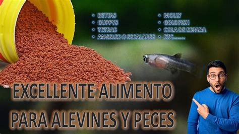 Preparación de Alimento para Bettas sus alevines y otros peces