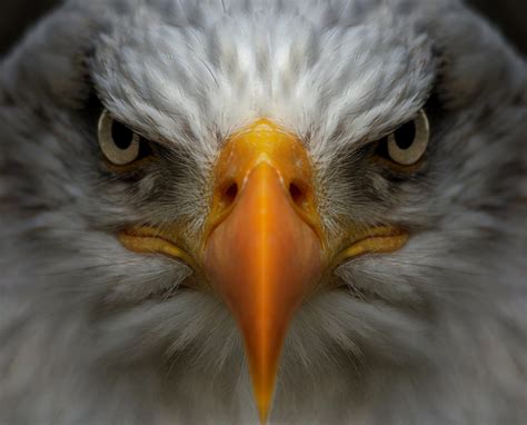 Crowd Results Birds Facing The Camera Bird Photo Contest