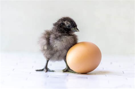 Should I Buy Chicks From Breeders Or Hatcheries The Pioneer Chicks