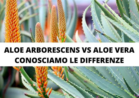 Aloe Arborescens Ricetta Di Padre Zago Fresca Aloevonderweid