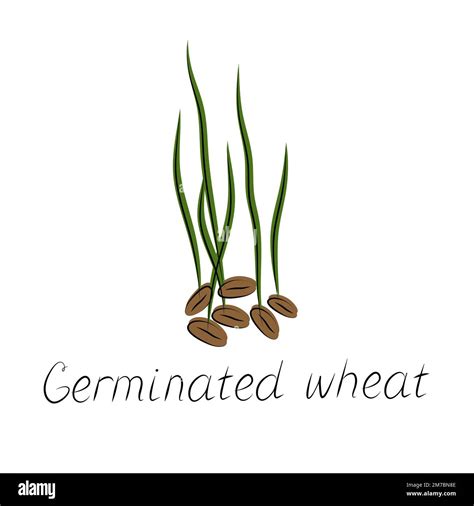 Sprouted Wheat Seeds Germinated Wheat Icon Sign Plant Illustration