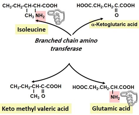 Figure Transamination Of Isoleucine Is Vital For Its Catabolism