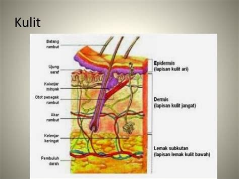 Biologi Kulit