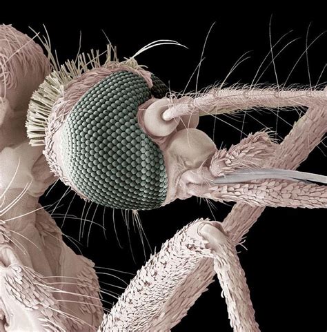 Mosquito Head Sem By Steve Gschmeissner Mosquito Weird Insects