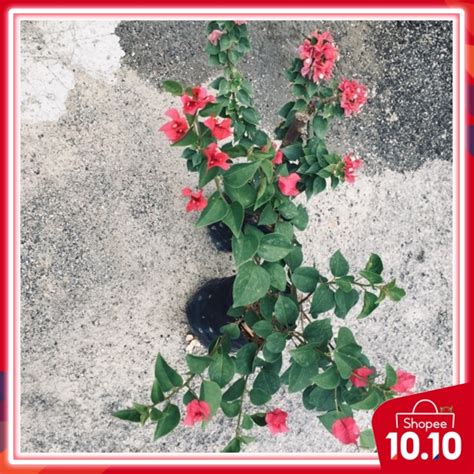 POKOK BUNGA KERTAS MERAH BERBUNGA | Shopee Malaysia