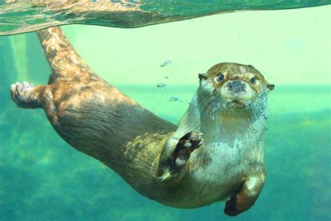 54 Curiosidades De La Nutria Un Mamífero Marino Adorable Hoy