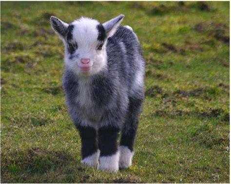 1000+ images about Pygmy Goats on Pinterest | Baby goats, Montana and Kid