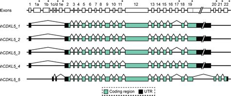 Human Cdkl Gene And Transcript Isoforms Diagram Depicting The