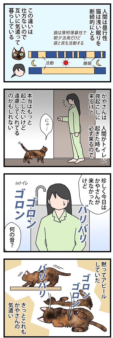 真夜中の気遣い① 保護猫かやさん～凛々しいサビ猫様と私～